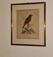 Antiker Vogel-Kupferstich von G.Edwards,  gerahmt.