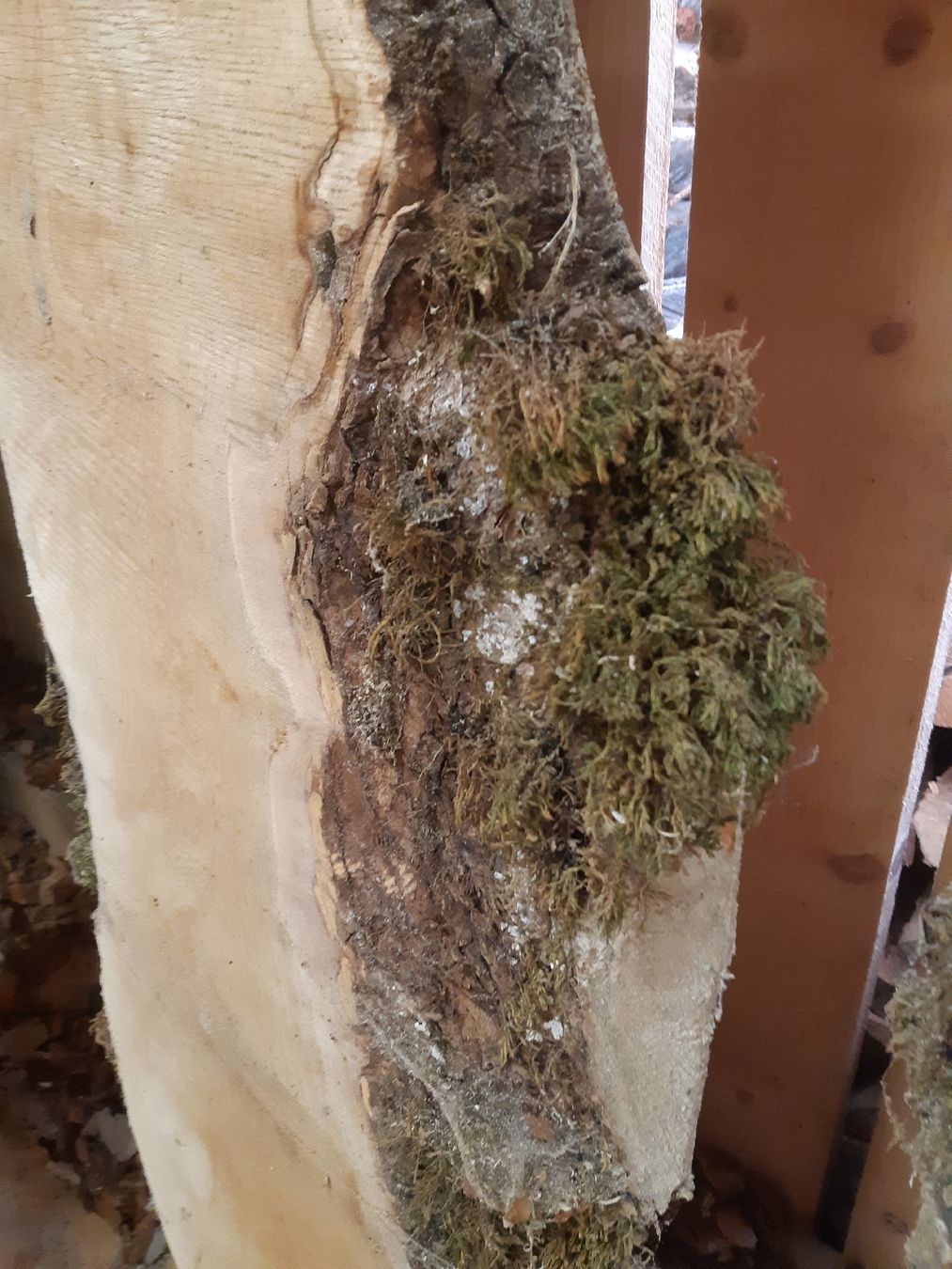 Articoli in legno: Bergahorn Bolen Bretter Nr.3 – Nuovo (secondo la descrizione) da Grindelwald venduto da carro5 7