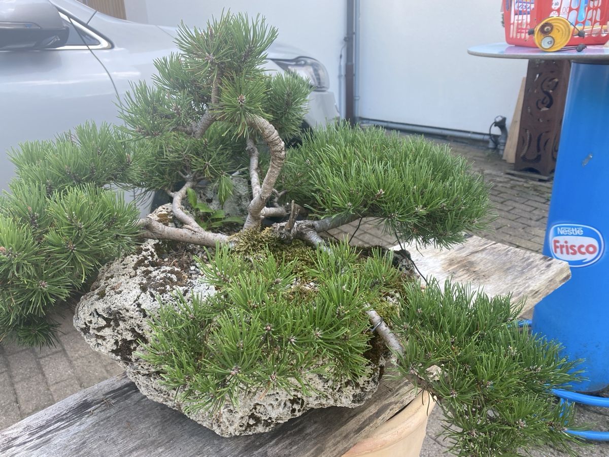 Piante & sementi: Bonsai – Usato da Krummenau venduto da Schmudel 1
