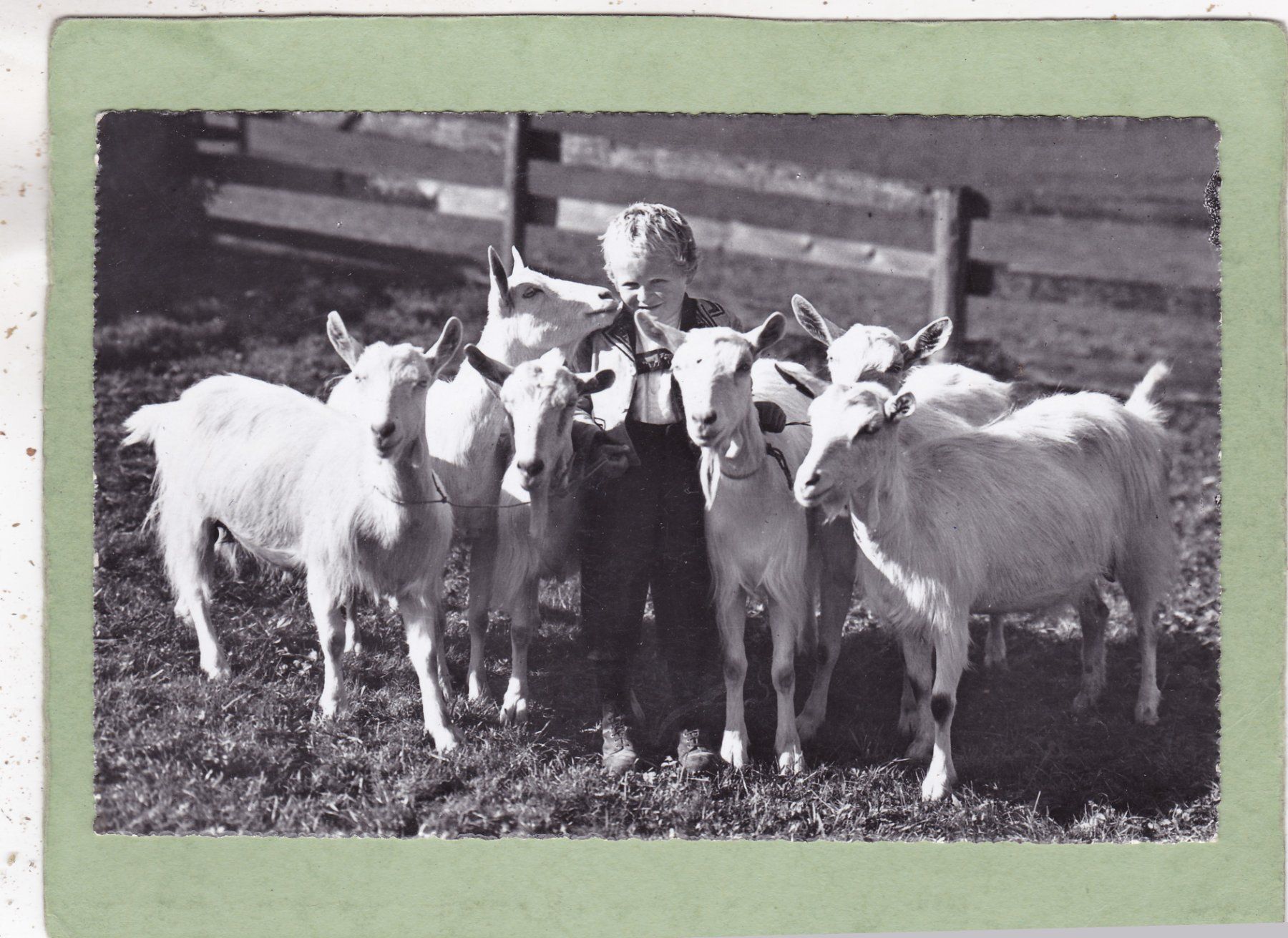 Cartoline postali: Kind mit Ziegen 1957 – Usato da Herisau venduto da Lisegrat2008