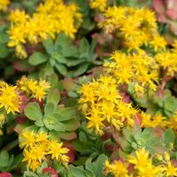 Magnifique Sedum palmeri adulte