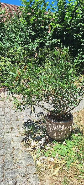 Piante & sementi: Oleander – Usato da Madiswil venduto da Oleander2