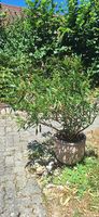 Oleander