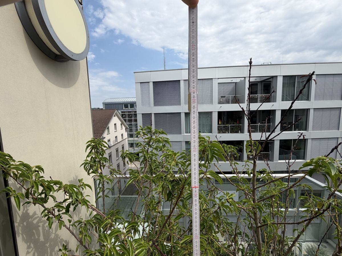 Piante & sementi: Blumentopf mit Pflanze und Untersetzer  – Usato da Winterthur venduto da saram26 3