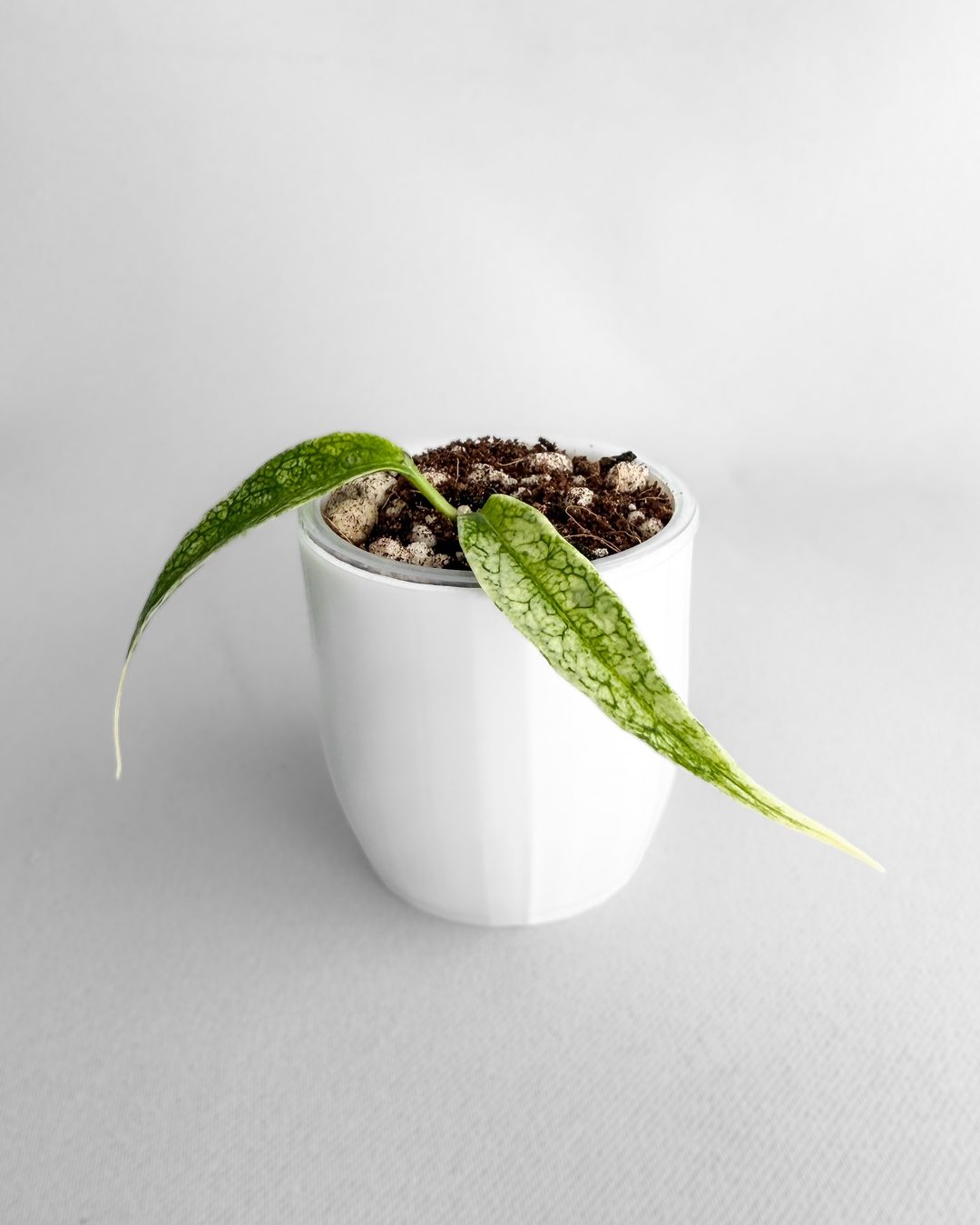 Piante & sementi: Hoya Buotii Mutation Silver Albo – Nuovo (secondo la descrizione) da Seuzach venduto da animaplants 3