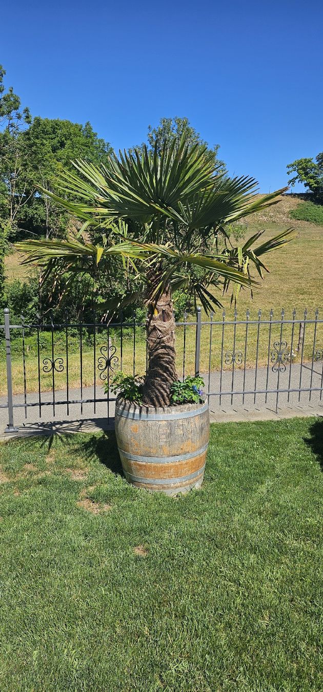 Plantes & graines: grosse Palme inklusive Eichenfass  – D'occasion à Oeschgen par pony77