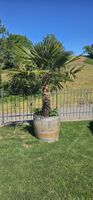 grosse Palme inklusive Eichenfass 