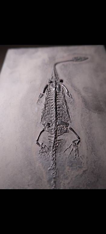 Fossili: Keichousaurus Fossil (trächtig) – Usato da Abtwil AG venduto da dca_gch7 1