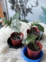 Alocasia Brancifolia