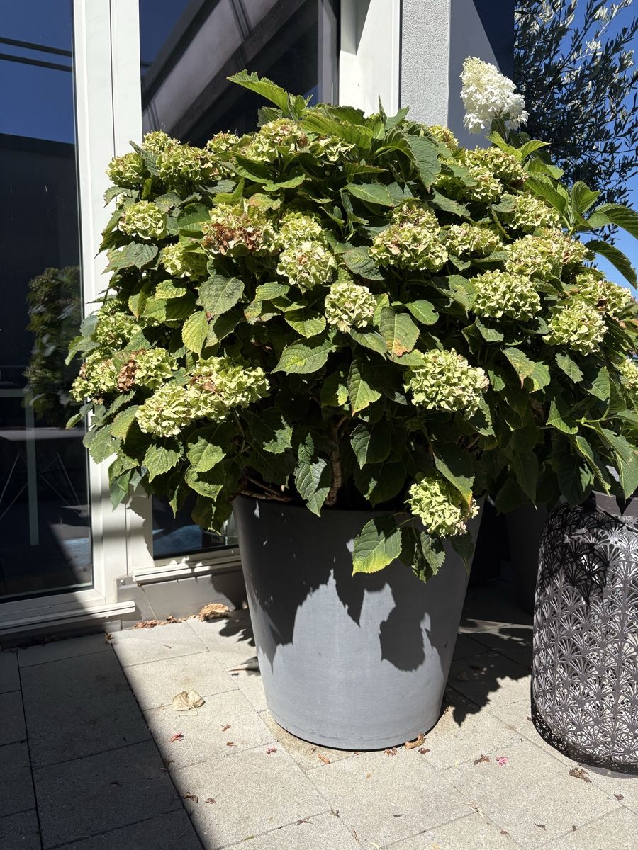 Piante & sementi: Grosse Hortensie / Topf mit Rollen – Usato da Zürich venduto da seb_8rsb 1