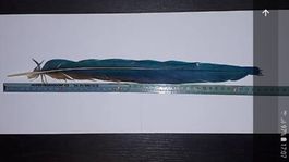 Ara 44cm Schwanzfeder Königsblau Schweizer Zucht