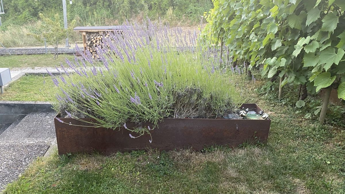 Piante & sementi: Lavendel total 3 Pflanzen – Usato da Täuffelen venduto da PIPPODAN 1