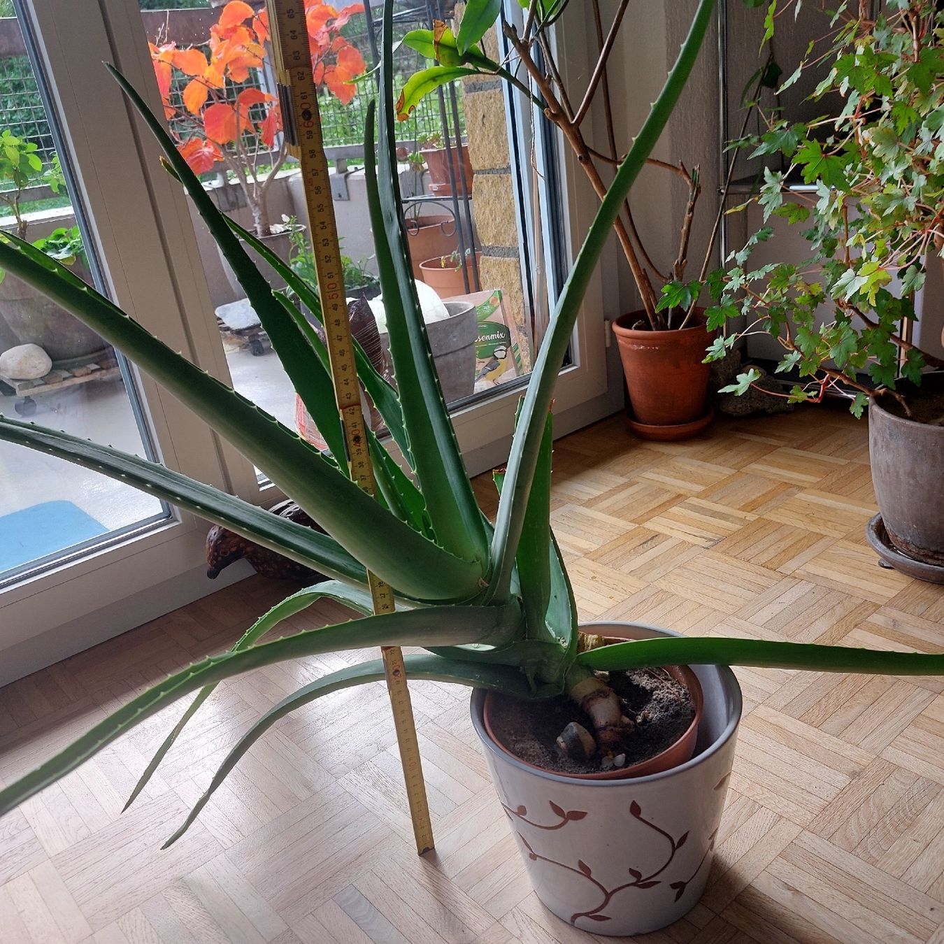 Pflanzen & Samen: Aloe vera, ca 50 cm hoch. Eigener Ableger – Gebraucht aus Freienbach von Stuagert 3