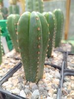 Trichocereus scopulicola SAN PEDRO