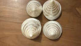 Deko Muschel 🐚 