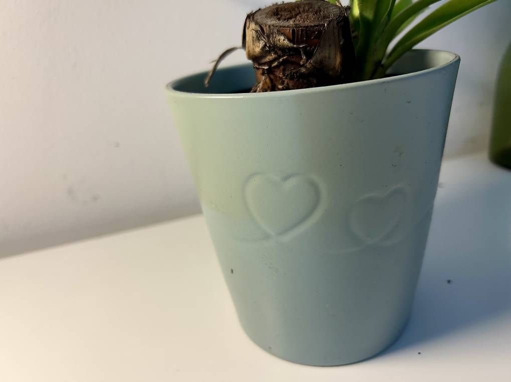 Pflanzen & Samen: Yucca mit Übertopf  – Neu und originalverpackt aus Frauenfeld von Irene.Schuppli 3