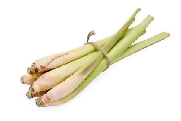 Piante & sementi: Citronnelle - Lemon Grass 3x – Nuovo (secondo la descrizione) da Bremblens venduto da FIBONACCI369 1