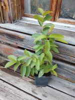 Echte Guave - Psidium guajava -  2 Pflanzen im selben Cont.