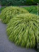 Hakonechloa Macra All Gold - Gold-Japanwaldgras
