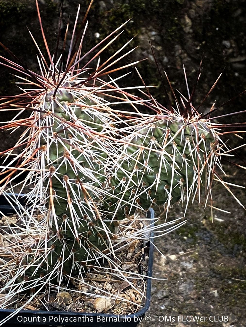 Piante & sementi: Opuntia Polyacantha Bernalillo - winterharter Kaktus – Nuovo e nell'imballaggio originale da Adliswil venduto da astom369 1