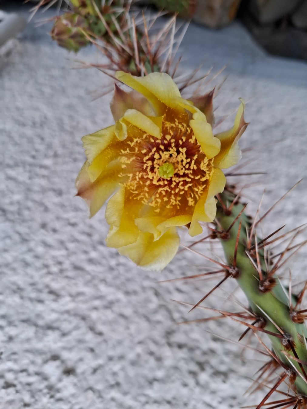 Plantes & graines: Winterharte Kaktus blühend – D'occasion à Zeihen par P_B4 2