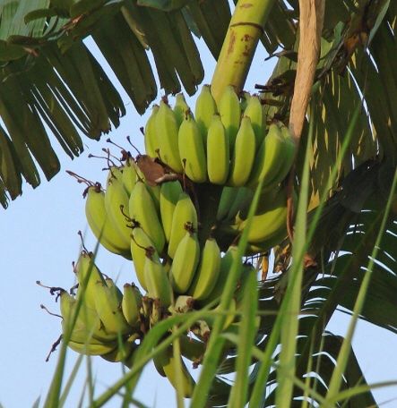 Piante & sementi: Ab 5.- fr 1 STK SAME ECHTE BANANEN PALME‪ – Nuovo e nell'imballaggio originale da Rovio venduto da POSITIFFARTandPLANTS 7