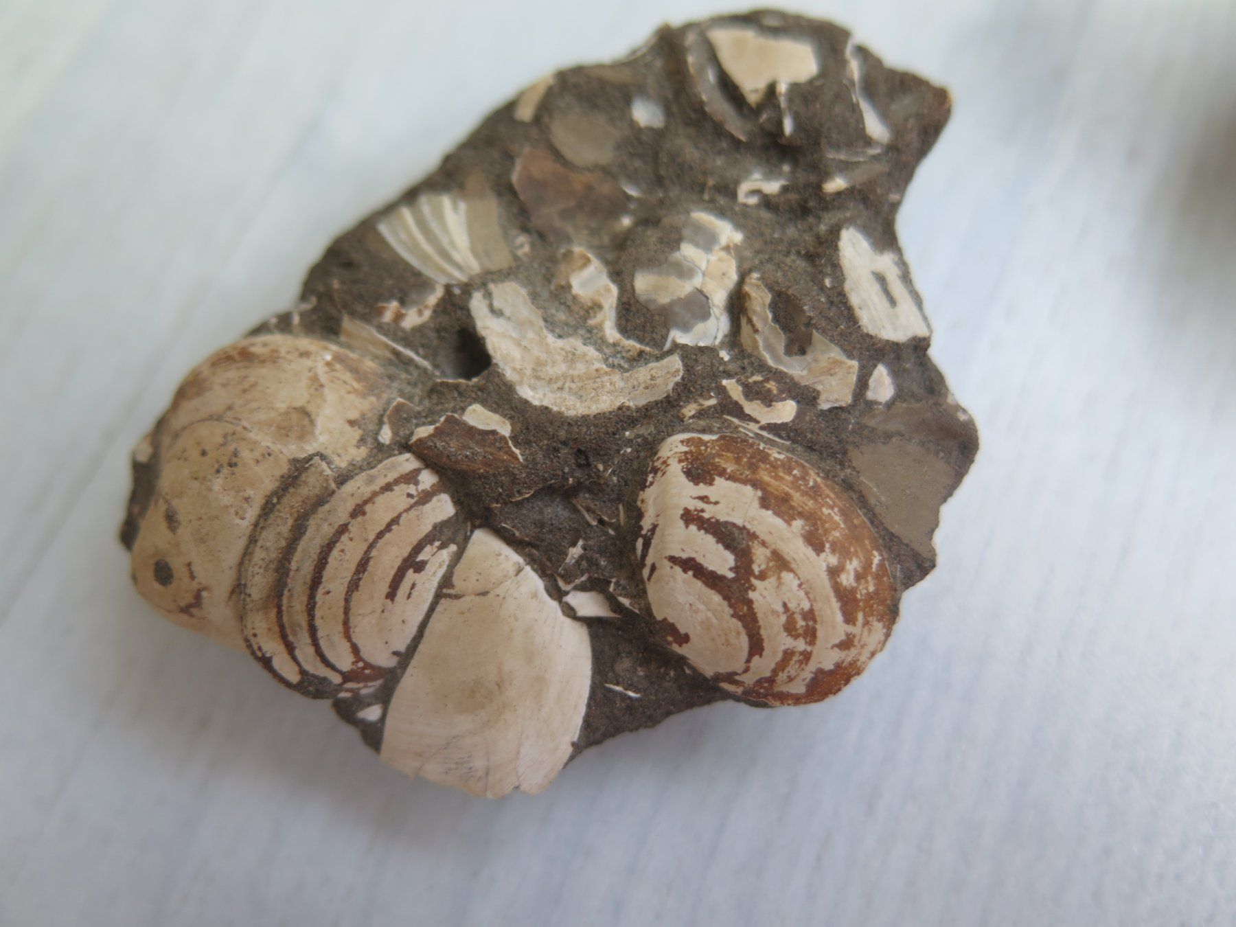 Minéraux & Lithothérapie: Fossil und eine Calcit Stufe – D'occasion à Schaffhausen par Yamakana51L8736OQ8 2
