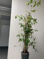 Zimmerpflanze im Topf groessere Pflanze mit 180cm