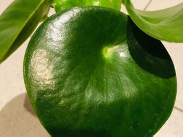 PILEA PEPEROMIOIDES  15 cm Muenzpflanze