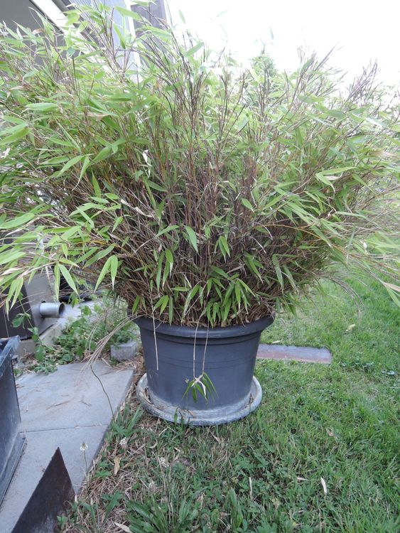 Bambus Bamboo Fargesia, Balkon und Kübelpflanze Winterhart Kaufen