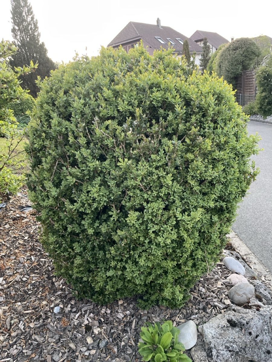 Piante & sementi: Grosser Buchs – Usato da Thunstetten venduto da Tamyx0