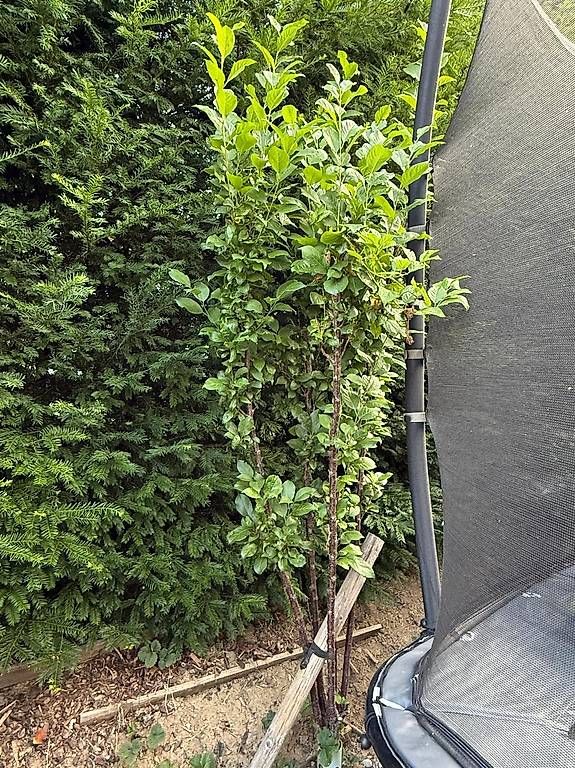 Piante & sementi: Säulenpflaume Liane; Säulenobst-Baum – Usato da Berg TG venduto da dar_9rc5 2
