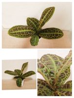 Labisia ' Turtle Back '