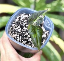 Alocasia Regal Shield Albo