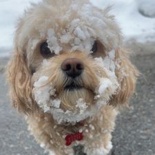 Profile image of vikhayy.stmoritz