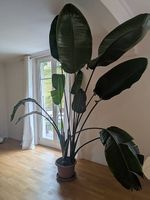 Strelitzia Nicolai - 220 cm