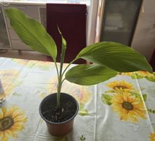 Kurkuma Pflanze 