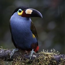 Profile image of Feuerpferd