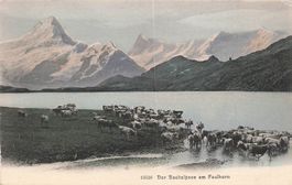 rindelwald (BE) Bachalpsee am Faulhorn mit Schafherde mucche