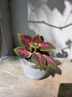 Pflanze ab CHF 7: Buntnessel