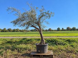 Olivenbaum "Olea Europea 016 "Winterhart"
