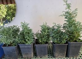 5 stük SET Blaue Fadenzypresse 'Boulevard' Konifere