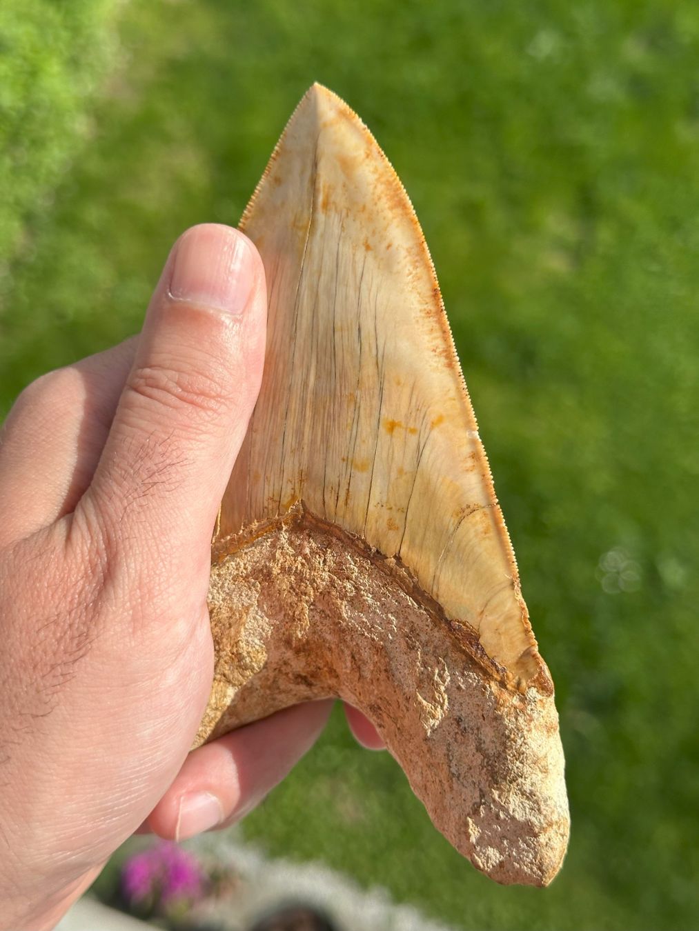 Fossilien: riesiger top Megalodon Zahn Indonesien – Gebraucht aus schüpfen von rica122 3