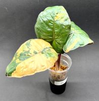 🌿 Alocasia ‘Yucatan Princess’ Variegata - Jungpflanze #5