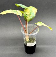 🌿 Alocasia ‘Yucatan Princess’ Variegata - Jungpflanze #7