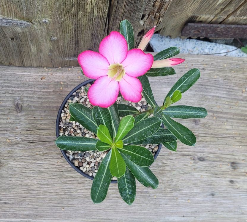 Adenium Obesum Kaufen
