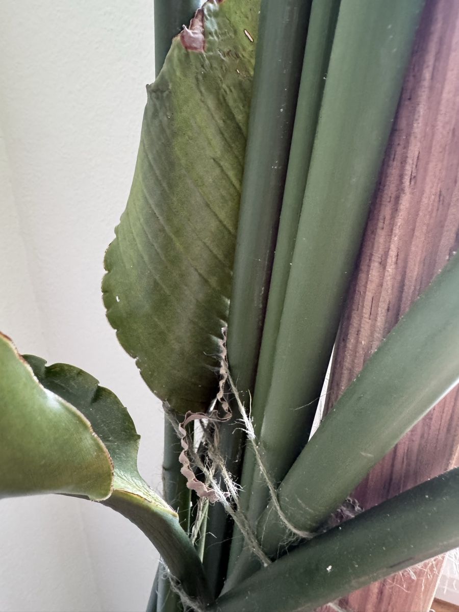 Piante & sementi: Riesige Strelitzia abzugeben – Usato da Winterthur venduto da nolieboli 3