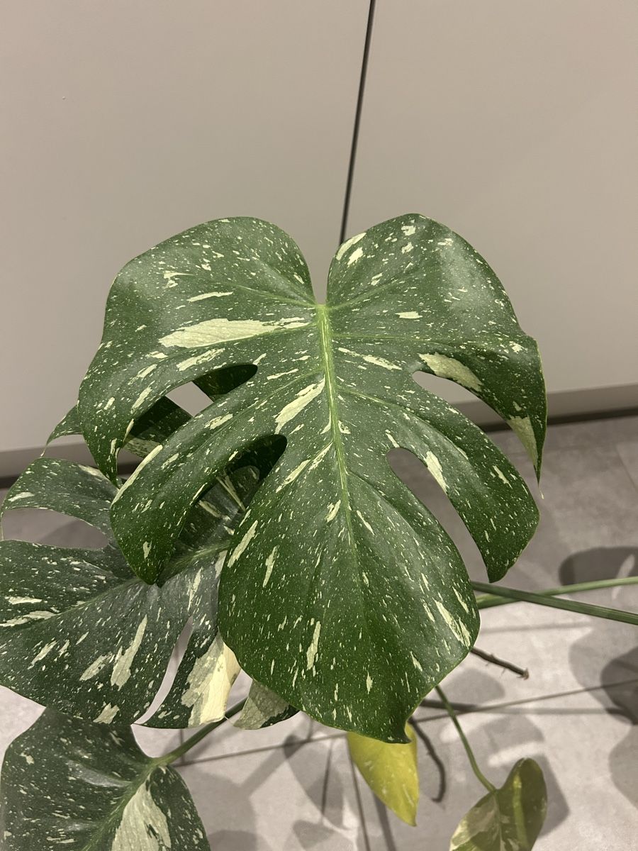 Piante & sementi: Monstrea bicolor – Usato da Regensdorf venduto da adr_95f5 1