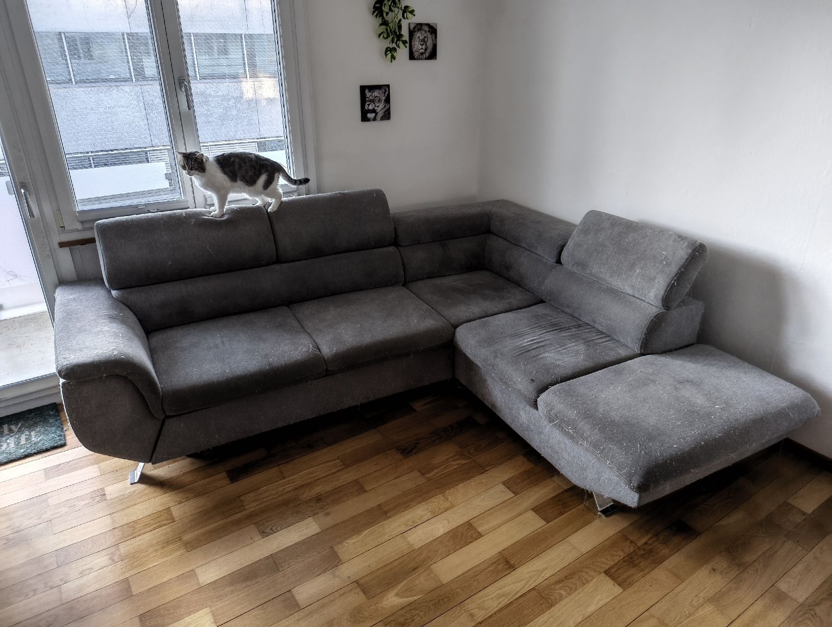 Divani: Ecksofa grau  – Usato da Allschwil venduto da fab_7hfg