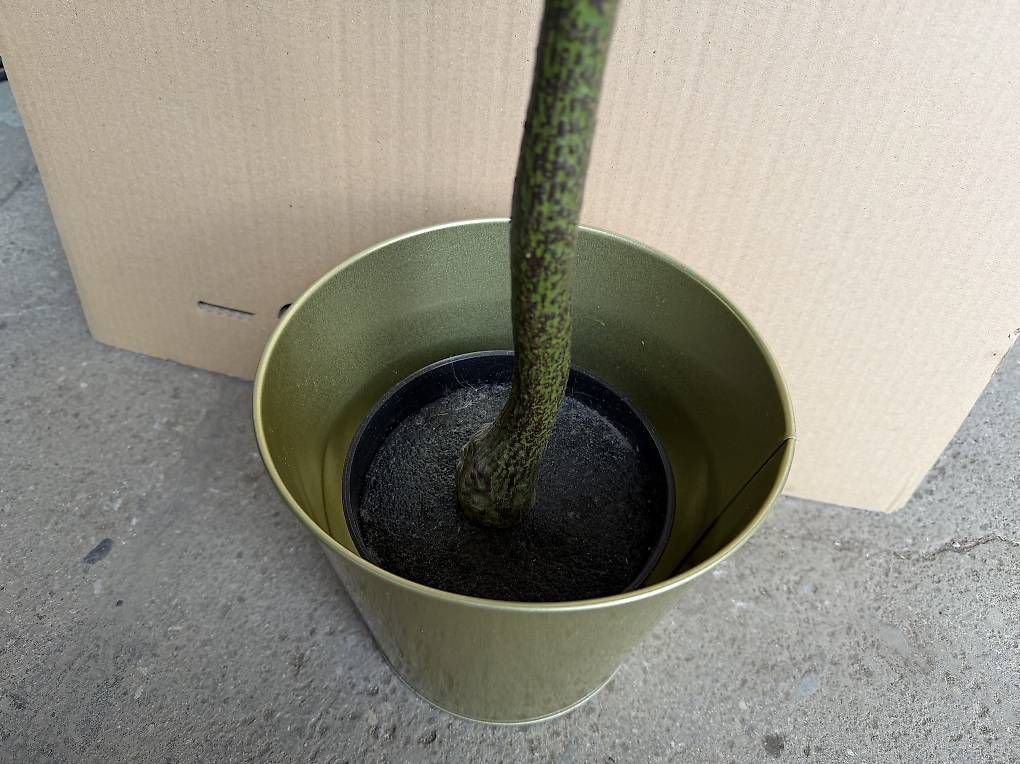 Pflanzen & Samen: neuer künstlicher Baum inkl Topf – Neu und originalverpackt aus Necker von liq24 2